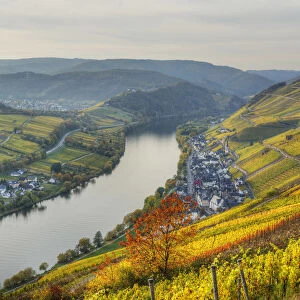 River Mosel with Zell-Merl at fall, Rhineland-Palatinate, Germany