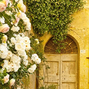 Roses & Door, Lucignano d Asso, Tuscany, Italy