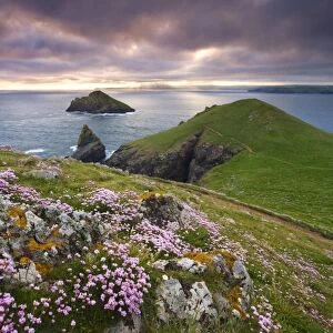 Sea Thrift (Armeria Maritima) growing on the Cornish clifftops at The Rumps, looking