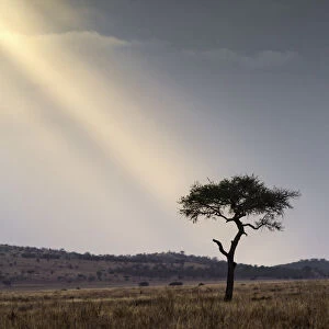 A shaft of light on an acacia tree, Serengeti National Park, Tanzania, Africa