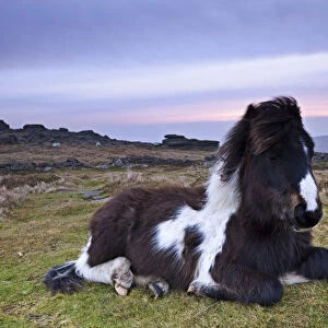 Shetland Pony resting on Dartmoor moorland at sunrise, Belstone Tor, Dartmoor, Devon