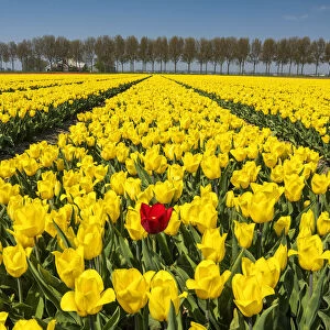 Single Red Tulip in Field of Yellow Tulips, Abbenes, Holland, Netherlands