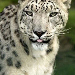 Snow Leopard in a zoo