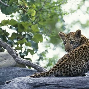 South Africa, Sabi Sands Game Reserve