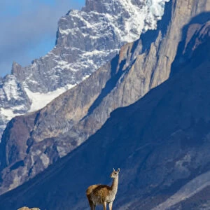South America, Andes, Patagonia, Guanaco in Torres del Paine National Park