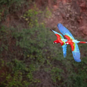 South America, Brazil, Mato Grosso, Bonito, Ara chloropterus (Red-and-green Macaw)