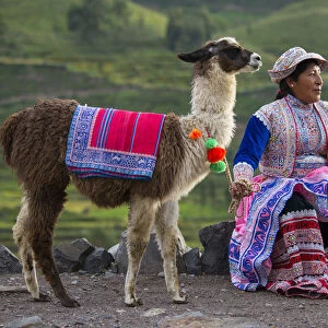 South America, Peru, Colca Canyon, local native woman with Lama