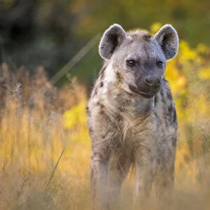 Spotted Hyena, Moremi Game Reserve, Okavango Delta, Botswana