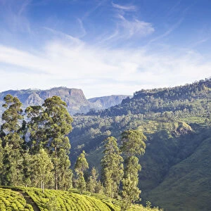 Sri Lanka, Nuwara Eliya, St Clair, Tea Estate