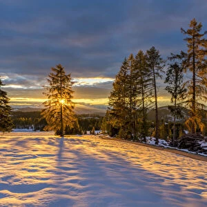 Sunburst Through Autumn Larch in Fresh Snow, South Tyrol, Dolomites, Italy