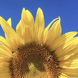 Sunflower Detail, Provence, France