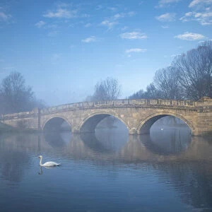 Swans at Bladon Bridge, Blenheim Palace, Blenheim Park, Woodstock, Oxfordshire, England