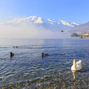 Swans and mallards swim in the lake near the village of Domaso, Como Lake, Lombardy