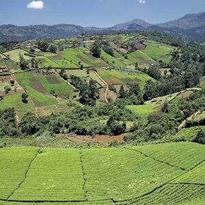 Tea gardens owned by Kikuyu smallholders near the Aberdare Mountains