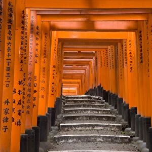 Torii gates, Fushimi Inari Taisha Shrine, Kyoto, Honshu, Japan