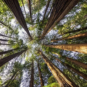 Towering Giant Redwoods, Muir Woods National Monument, California, USA