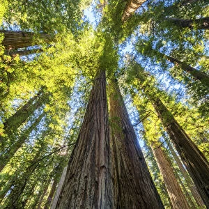Towering Redwood Trees, Jedediah Smith Redwood State Park, California, USA