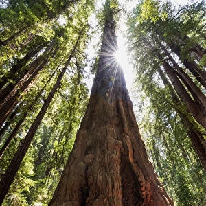 Towering Redwoods, Henry Cowell Redwood State Park, Santa Cruz, California. USA