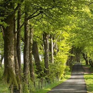 Tree lined avenue in spring time, Dartmoor National Park, Devon, England. Spring