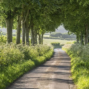 Tree lined country lane in summer time, Dorset, England
