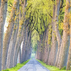 Tree-lined Road, Damme, Belgium