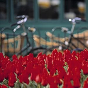 Tulips, Amsterdam