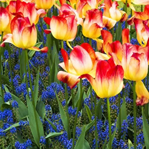 Tulips at Keukenhof Gardens, Duin- en Bollenstreek, the Netherlands
