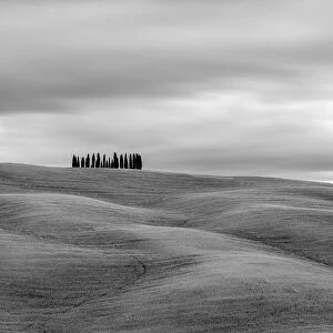 Tuscan landscape, rolling hills with wheat fields and cypress trees, San Quirico