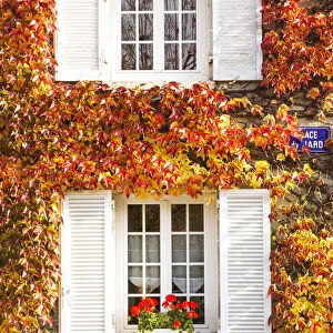 Typical window surrounded by vine in autumn, Champagne Ardenne, France