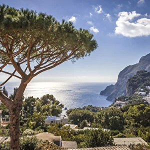 Umbrella pine in Capri, Gulf of Naples, Campania, Italy