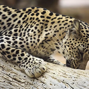 United Arab Emirates, Sharjah, Sharjah National Park Zoo, Arabian Leopard