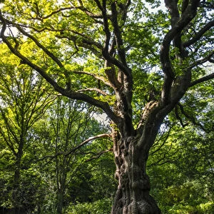 United Kingdom, England, Hampstead Heath. A magnificent English Oak tree (Quercus robur