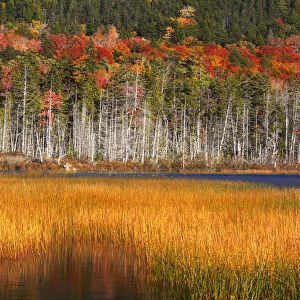 Upper Hadlock Pond in Autumn, Acadia National Park, Maine, USA