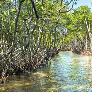 USA, Florida, Everglades City, Everglades, Mangroves, Barron River