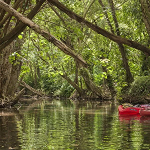 USA, Hawaii, Kauai, Kayaks on the forested banks Wailua River