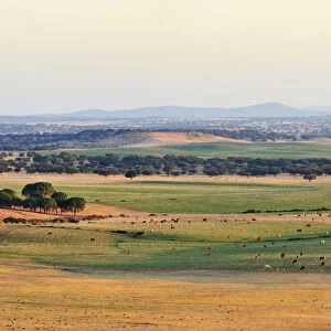 The vast plains of Alentejo near Avis, Portugal