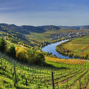 View at Trittenheim with river Mosel at fall, Rhineland-Palatine, Germany