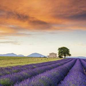 Villa & Field of Lavender at Sunrise, Provence, France