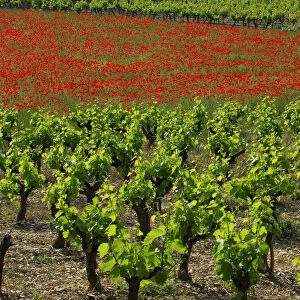 Vineyards, Ardeche, Rhones-Alpes, France