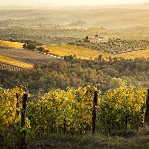 Vineyards during autumn near Gaiole in Chianti, Florence province, Tuscany, Italy