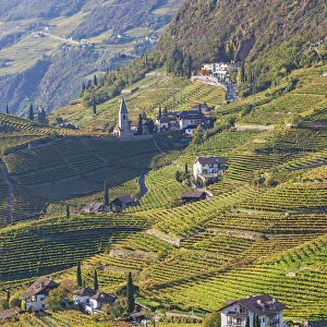 Vineyards near Bolzano, Trentino-Alto Adige / South Tirol, Italy