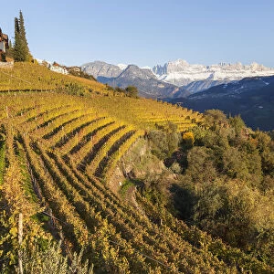 Vineyards near Bolzano, Trentino-Alto Adige / South Tirol, Italy