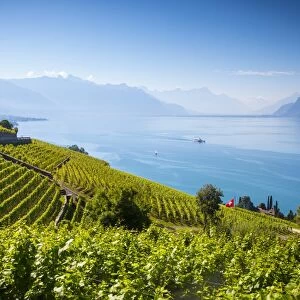 Vineyards above Vevey, Lake Geneva, Vaud, Switzerland