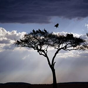 Vultures roost in an acacia tree shortly before dusk