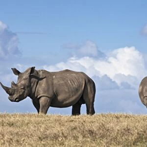 White rhinos in Solio Game Ranch