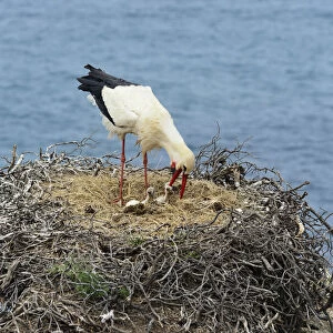 A white stork feeding his cubs. The Parque Natural do Sudoeste Alentejano e Costa