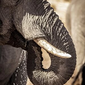Wild elephant portrait, Botswana, Africa