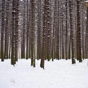 Winter forest in snow, Moscow, Russia