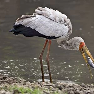 A Yellow-billed stork catches a fish in the Katuma River. Katavi National Park