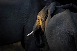 elephant lower zambezi national park zambia
